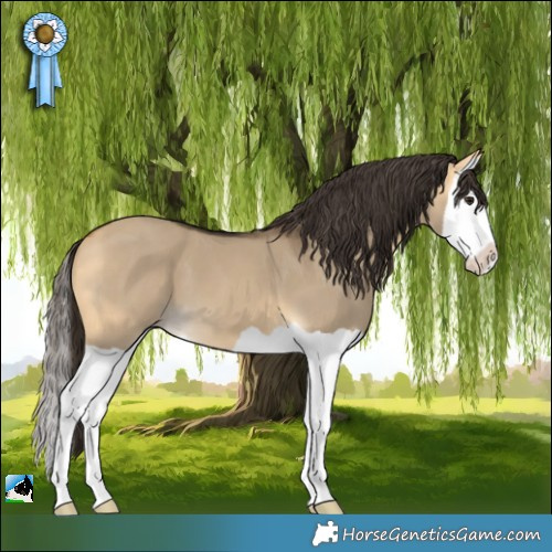 Horse Color:Buckskin Dun Splash 
