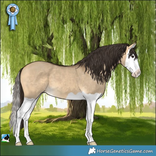 Horse Color:Buckskin Dun Splash