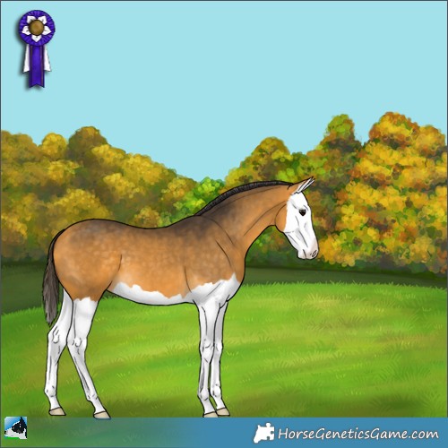 Horse Color:Buckskin Splash 