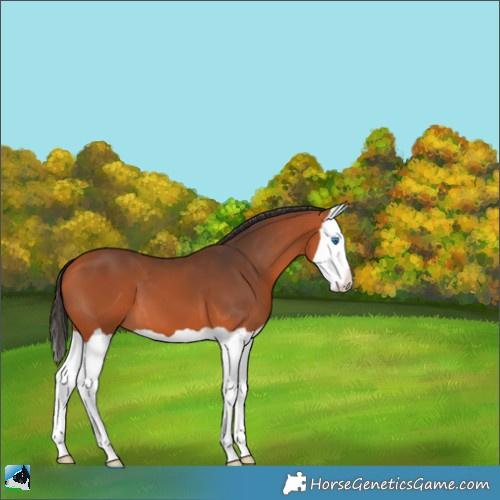 Horse Color:Bay Splash 