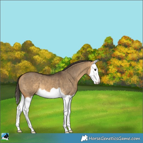 Horse Color:Buckskin Dun Splash Brindle 