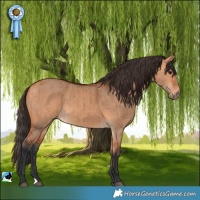 Horse Color:Bay Dun Brindle 