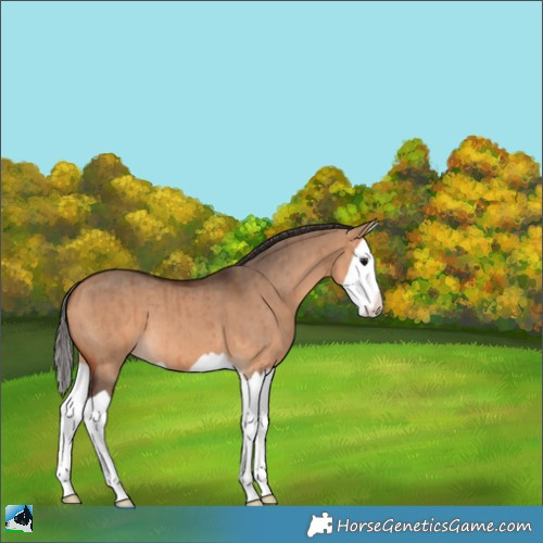 Horse Color:Bay Dun Splash Brindle 