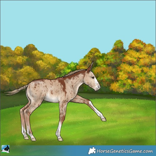 Horse Color:Red Dun Rabicano Brindle 