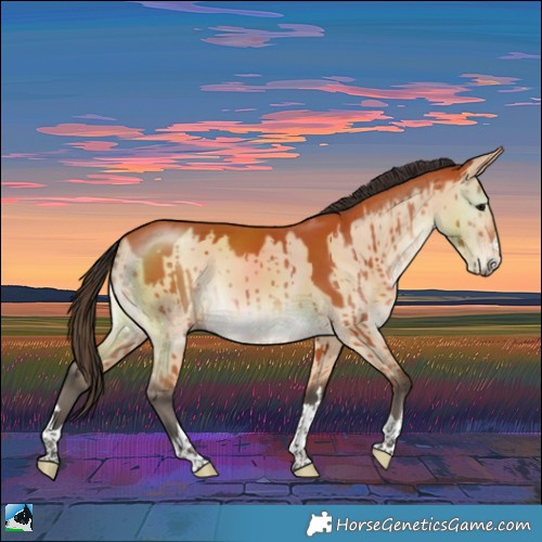 Horse Color:Bay Dun Rabicano Brindle 