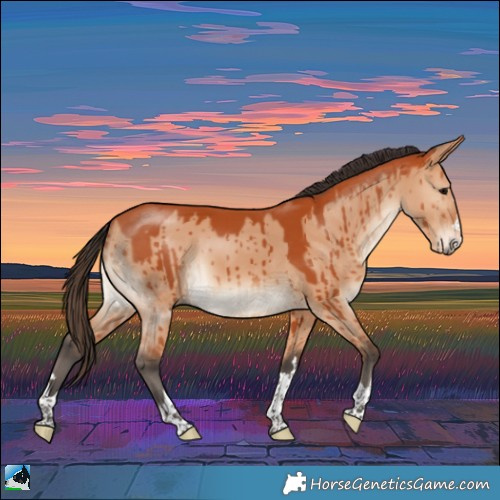 Horse Color:Bay Dun Rabicano Brindle