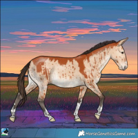 Horse Color:Bay Dun Rabicano Brindle