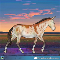 Horse Color:Bay Dun Rabicano Brindle 