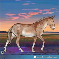 Horse Color:Red Dun Rabicano Brindle 