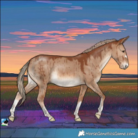 Horse Color:Red Dun Rabicano Brindle 