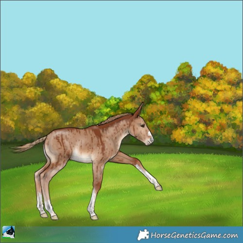 Horse Color:Red Dun Rabicano Brindle 