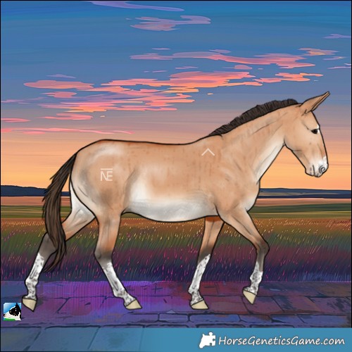 Horse Color:Bay Dun Rabicano Brindle 