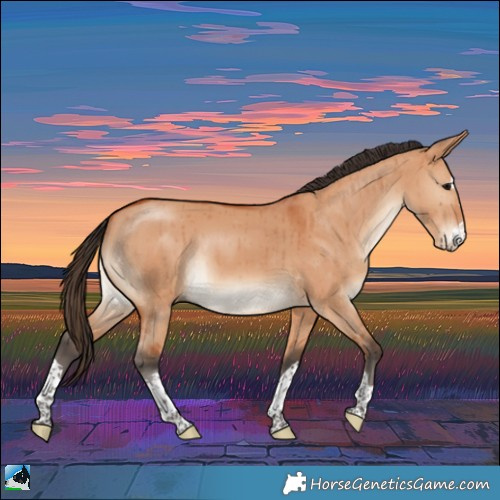 Horse Color:Bay Dun Rabicano Brindle 