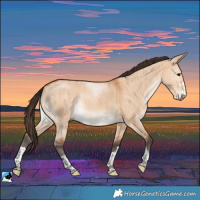 Horse Color:Bay Dun Rabicano Brindle