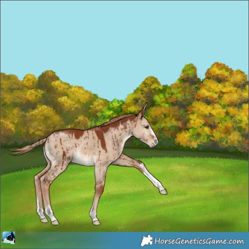 Horse Color:Red Dun Brindle 
