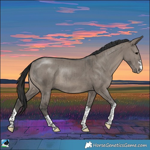 Horse Color:Grullo Rabicano Brindle 