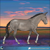 Horse Color:Grullo Rabicano Brindle 