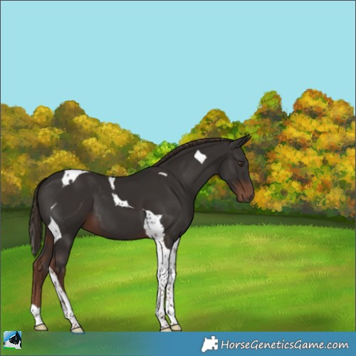 Horse Color:Liver Chestnut Tobiano 