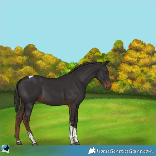 Horse Color:Liver Chestnut Tobiano 