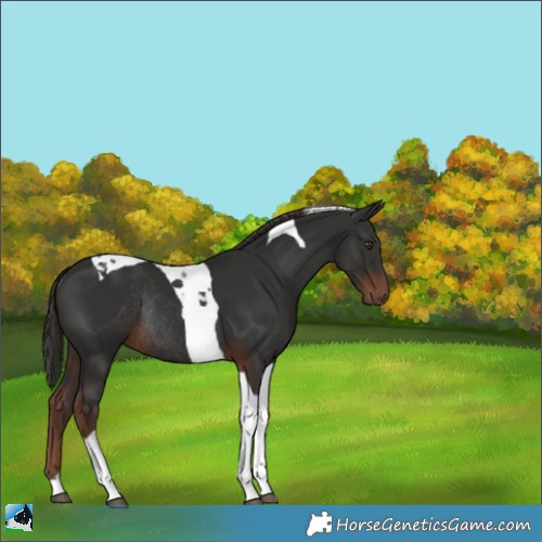 Horse Color:Liver Chestnut Tobiano Rabicano 