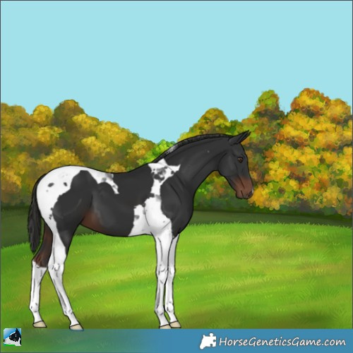 Horse Color:Liver Chestnut Tobiano