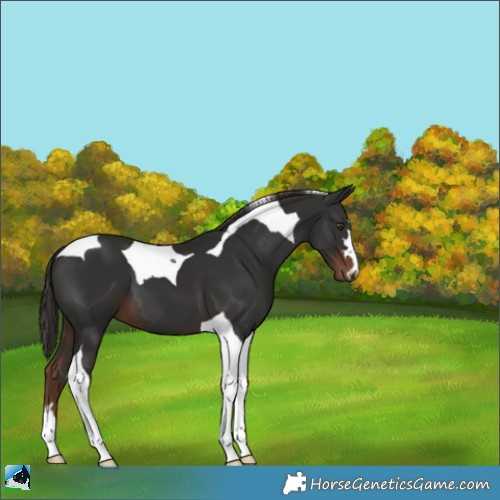 Horse Color:Liver Chestnut Tobiano 