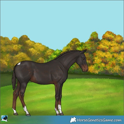 Horse Color:Liver Chestnut Tobiano 