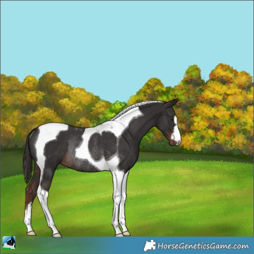 Horse Color:Liver Chestnut Tobiano Rabicano