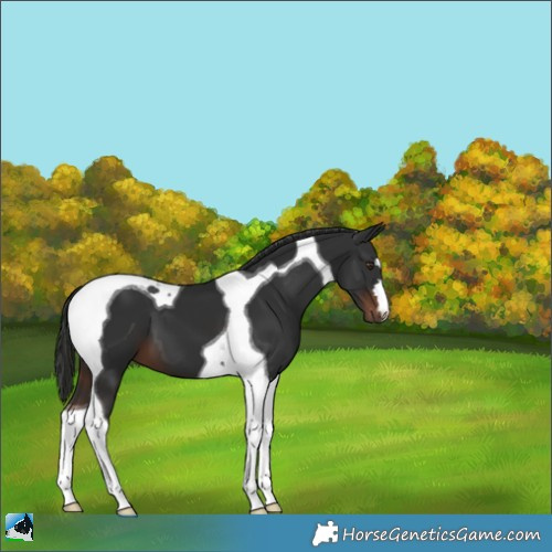 Horse Color:Liver Chestnut Tobiano 