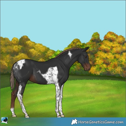Horse Color:Liver Chestnut Tobiano