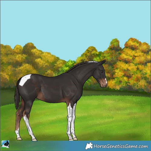 Horse Color:Liver Chestnut Tobiano 