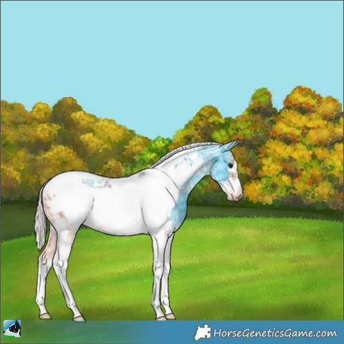 Horse Color:Silver Bay Ice Tobiano Frame 