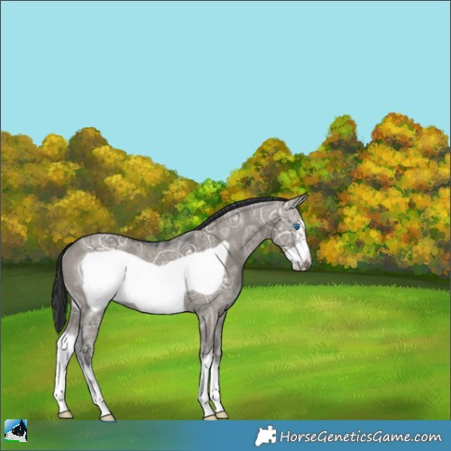 Horse Color:White Spotted Grullo Ice Frame Rabicano 