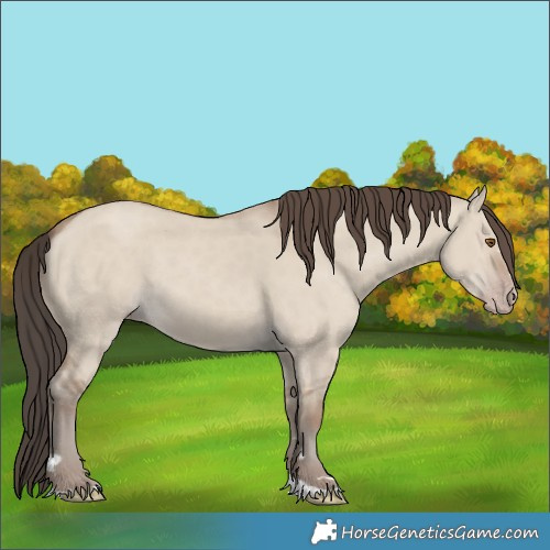 Horse Color:Classic Champagne Dun 