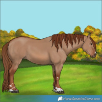 Horse Color:Red Dun 