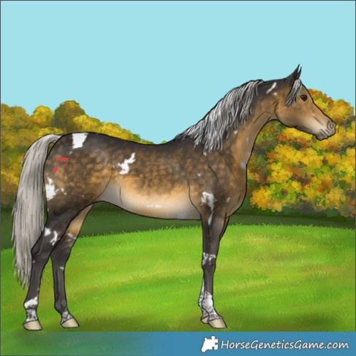 Horse Color:White Spotted Silver Buckskin Tobiano 