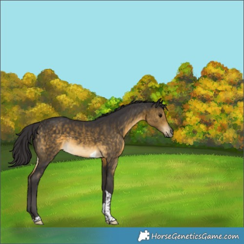 Horse Color:Buckskin Tobiano Rabicano