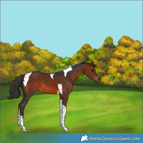 Horse Color:Bay Tobiano 