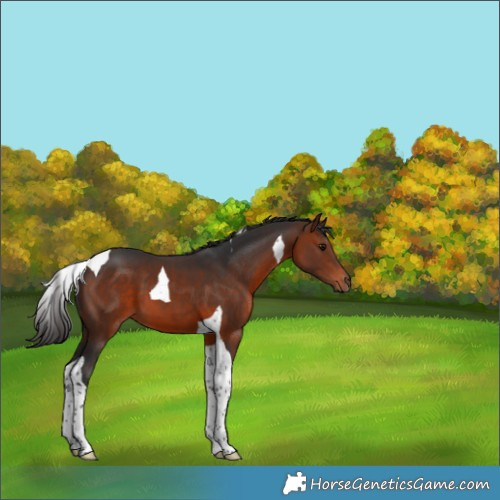 Horse Color:Bay Tobiano 