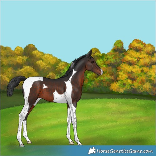 Horse Color:Brown Tobiano 