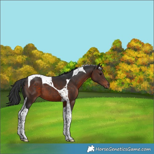 Horse Color:Brown Tobiano 