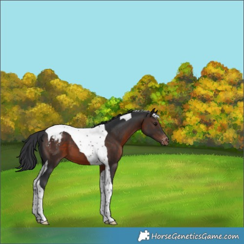 Horse Color:Brown Tobiano Appaloosa