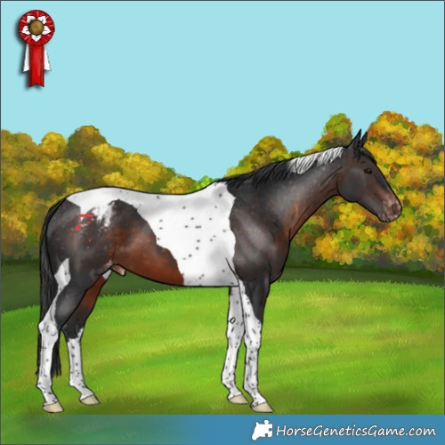 Horse Color:Brown Tobiano Varnish 