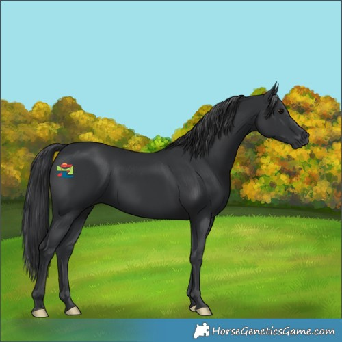 Horse Color:Black 
