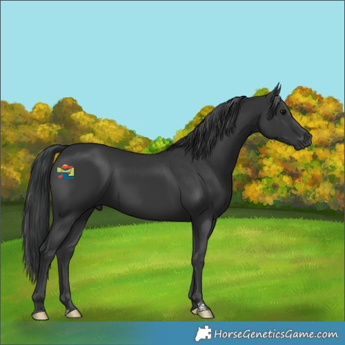Horse Color:Black 