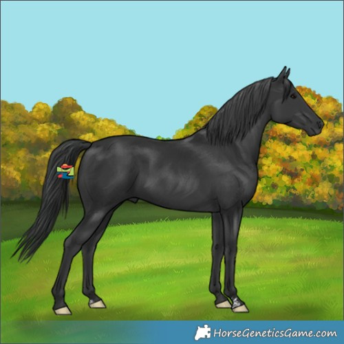 Horse Color:Black 