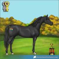 Horse Color:Black 