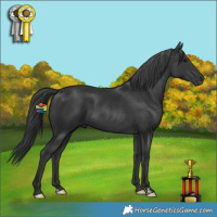 Horse Color:Black 