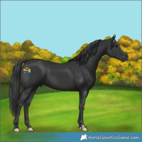Horse Color:Black 
