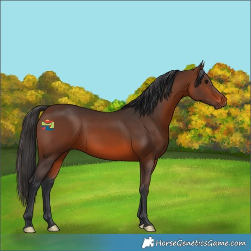 Horse Color:Brown 